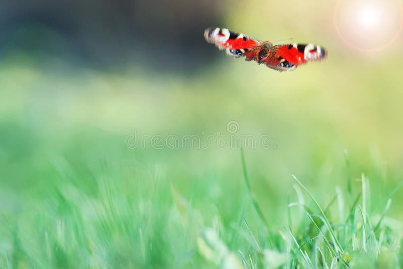 Un beau papillon vole au-dessus du pré vert photo stock Un beau papillon vole au-dessus du pré vert photo stock