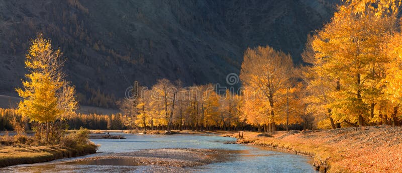 Un beau paysage de montagne d'automne avec les peupliers ensoleillés et la rivière bleue Forêt d'automne avec les feuilles tombée photos stock Un beau paysage de montagne d'automne avec les peupliers ensoleillés et la rivière bleue Forêt d'automne avec les feuilles tombée photos stock