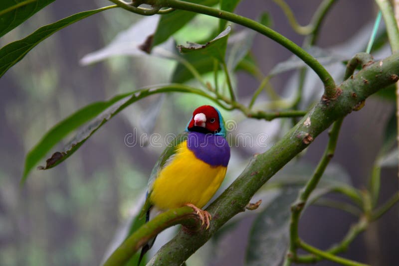 Un Beau Petit Oiseau Australien Avec Une Tête Rouge Et Un