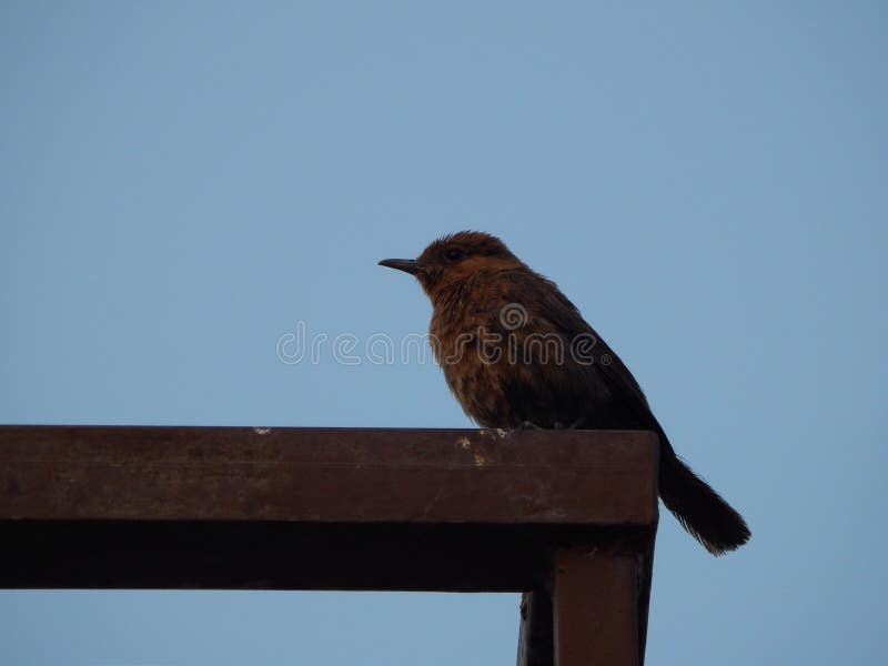 A beautiful Indian nightingale Family member seen early morning in India during summer day. A beautiful Indian nightingale Family member seen early morning in India during summer day