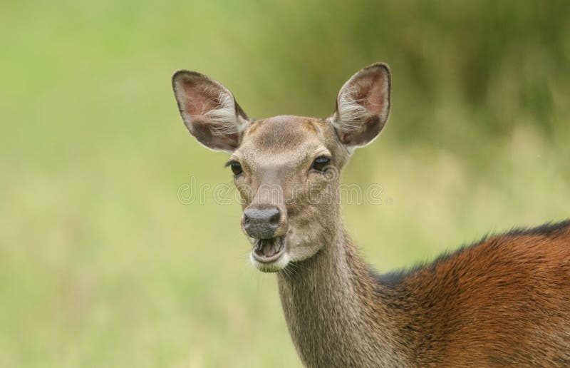 Un beau tir principal d'un Cervus Nippon de cerfs communs de Sika alimentant dans un pré au bord de la région boisée photo stock Un beau tir principal d'un Cervus Nippon de cerfs communs de Sika alimentant dans un pré au bord de la région boisée photo stock
