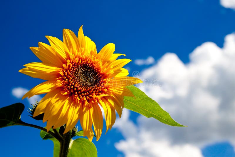 Un beau tournesol photos libres de droits