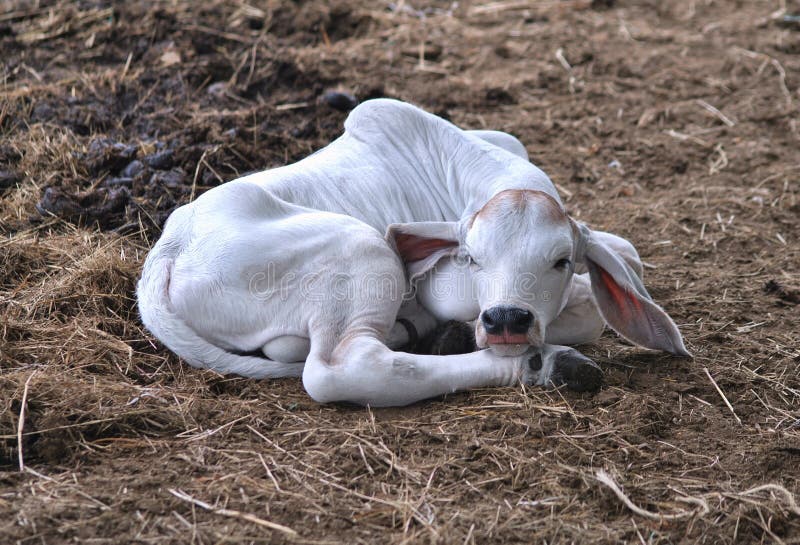 Un beau veau nouveau-né de Brahman photographie stock Un beau veau nouveau-né de Brahman photographie stock