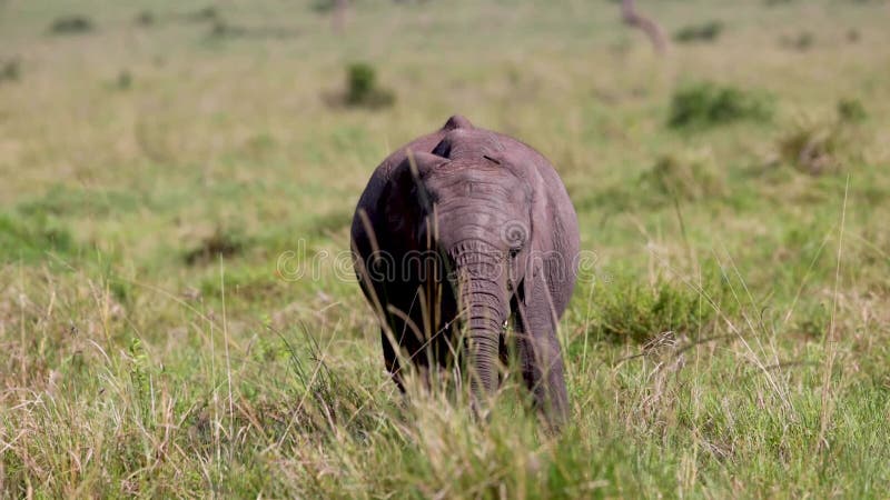 Un bebé elefante ternera comiendo pasto a cámara lenta