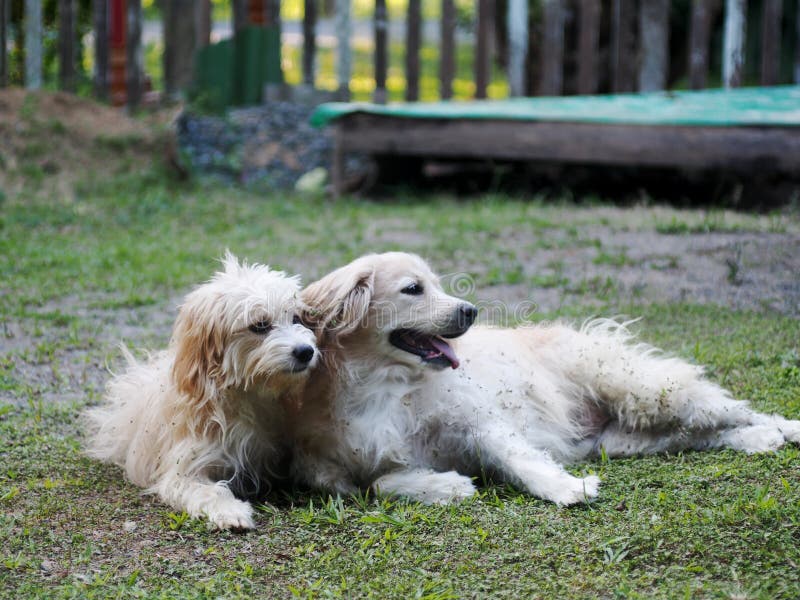Un bel amico con dei bei cagnolini bianchi e pelosi che giocano insieme fotografia stock Un bel amico con dei bei cagnolini bianchi e pelosi che giocano insieme fotografia stock