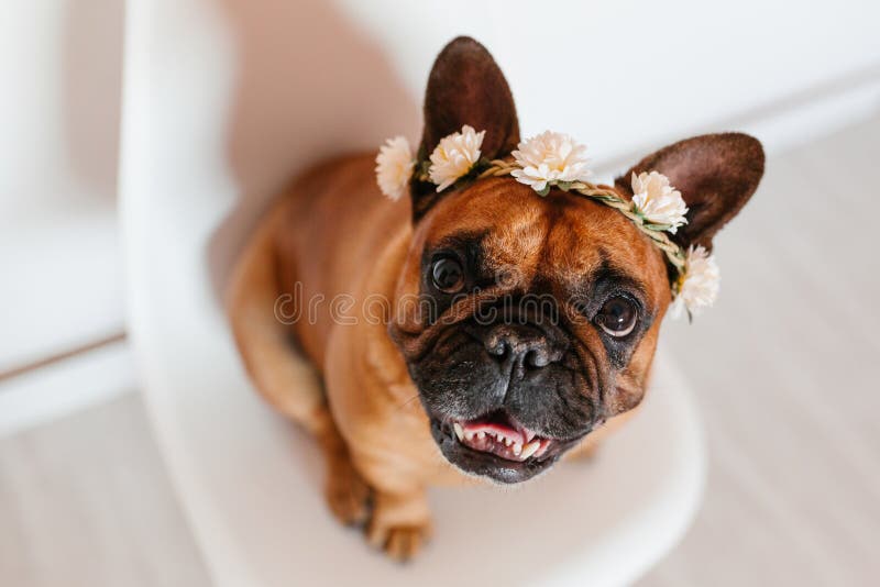 cute brown french bulldog ing on bed at home. Wearing a beautiful white wreath of flowers. Pets indoors and lifestyle, adorable, animal, crown, doggy, domestic, expressive, fat, funny, girl, happy, house, interior, living, looking, camera, love, modern, nobody, owner, pedigree, pedigreed, portrait, puppy, purebred, relax, relaxation, room, sitting, small, smile, studio, stylish, young. cute brown french bulldog ing on bed at home. Wearing a beautiful white wreath of flowers. Pets indoors and lifestyle, adorable, animal, crown, doggy, domestic, expressive, fat, funny, girl, happy, house, interior, living, looking, camera, love, modern, nobody, owner, pedigree, pedigreed, portrait, puppy, purebred, relax, relaxation, room, sitting, small, smile, studio, stylish, young