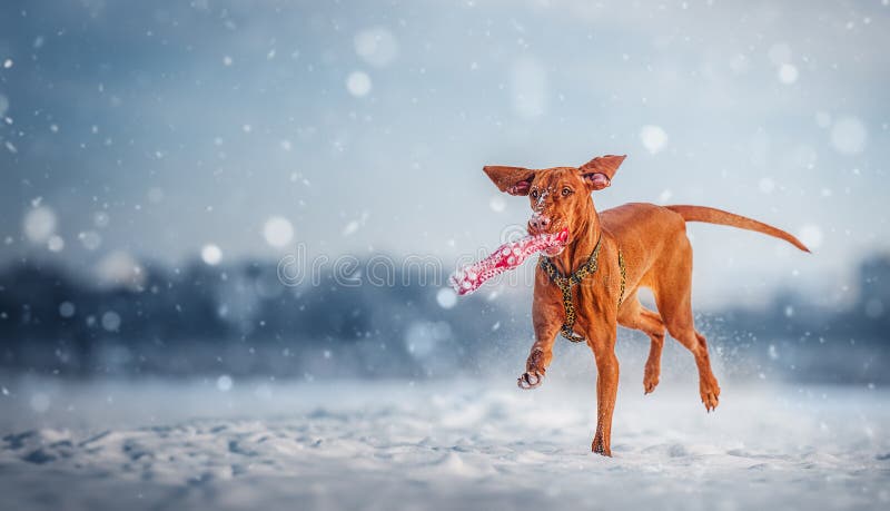 Un bellissimo cane della vigogna ungherese corre attraverso la foresta invernale immagini stock