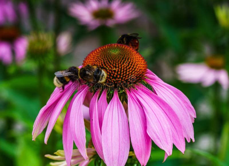 Un bellissimo fiore rosa chiamato Echinacea purpurea immagine stock libera da diritti Un bellissimo fiore rosa chiamato Echinacea purpurea immagine stock libera da diritti