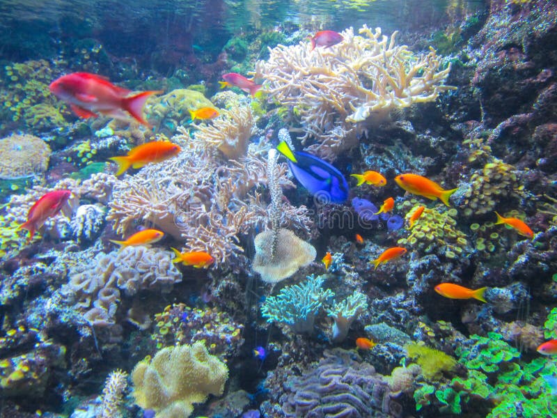 Un bello acquario con il pesce variopinto, le piante ed i coralli fotografie stock Un bello acquario con il pesce variopinto, le piante ed i coralli fotografie stock