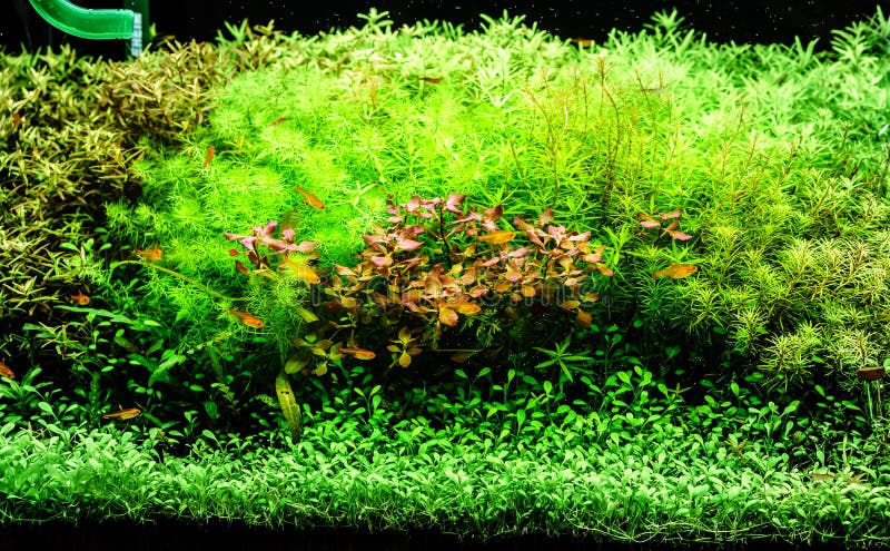 Un bello acquario d'acqua dolce tropicale piantato verde con smal fotografia stock Un bello acquario d'acqua dolce tropicale piantato verde con smal fotografia stock