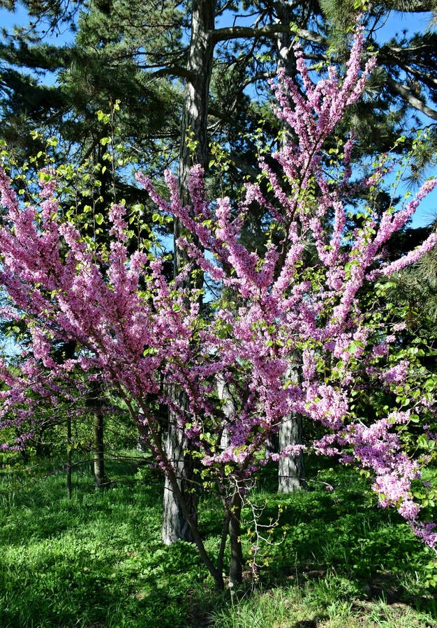 Un bello albero è sbocciato nel giardino, molla immagine stock Un bello albero è sbocciato nel giardino, molla immagine stock