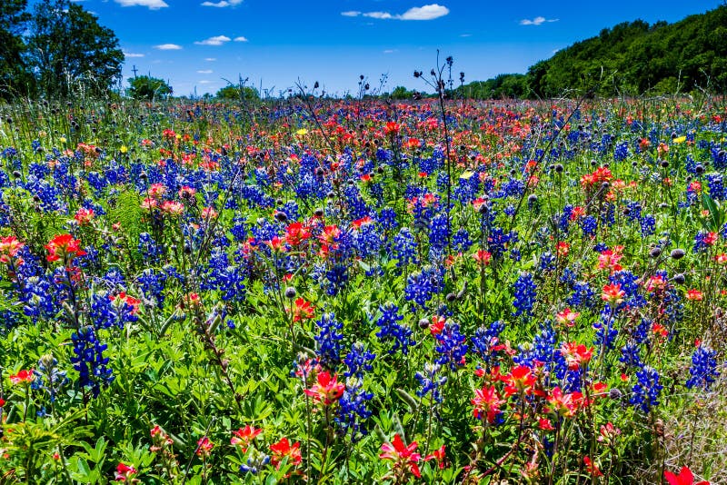 Un bello campo ricoperto con Texas Bluebonnet blu intelligente famoso ed il pennello indiano arancio luminoso immagini stock libere da diritti Un bello campo ricoperto con Texas Bluebonnet blu intelligente famoso ed il pennello indiano arancio luminoso immagini stock libere da diritti