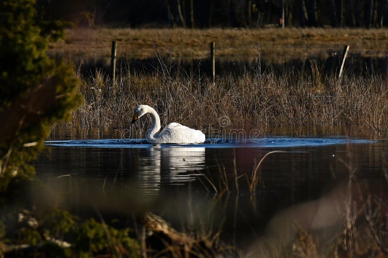 Un bello cigno selvatico, cygnus del Cygnus su un posto calmo ad un fiume sommerso fotografie stock Un bello cigno selvatico, cygnus del Cygnus su un posto calmo ad un fiume sommerso fotografie stock