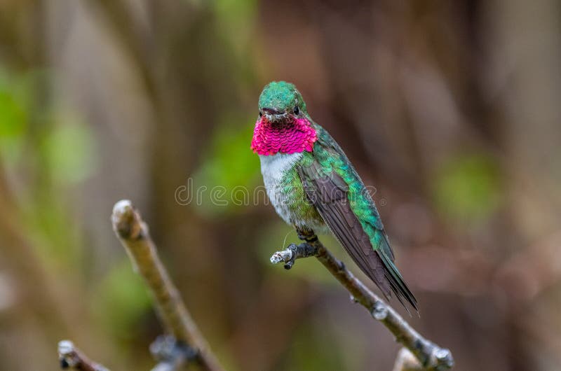 Un bello colibrì Vasto-munito si è appollaiato su un ramo immagini stock Un bello colibrì Vasto-munito si è appollaiato su un ramo immagini stock