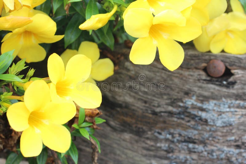 Un bello fiore giallo con i petali che fioriscono durante il giorno in cui il sole splende come componente della natura verde che immagini stock Un bello fiore giallo con i petali che fioriscono durante il giorno in cui il sole splende come componente della natura verde che immagini stock