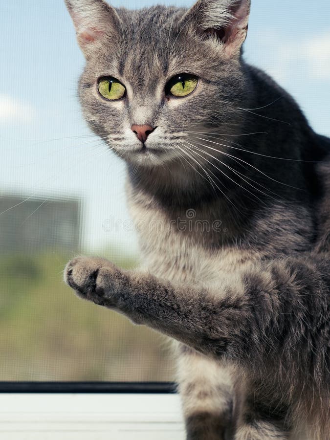 Un bello gatto dagli occhi verdi grigio con le bande in bianco e nero si siede sul davanzale e esamina la macchina fotografica co fotografie stock libere da diritti Un bello gatto dagli occhi verdi grigio con le bande in bianco e nero si siede sul davanzale e esamina la macchina fotografica co fotografie stock libere da diritti