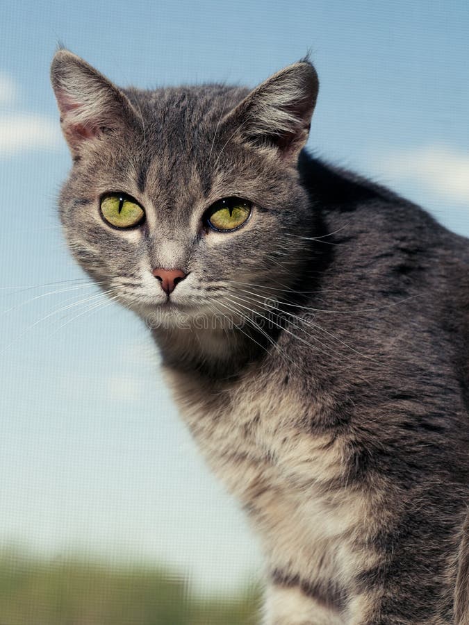 Un bello gatto dagli occhi verdi grigio con le bande in bianco e nero si siede sul davanzale e esamina la macchina fotografica fotografie stock libere da diritti Un bello gatto dagli occhi verdi grigio con le bande in bianco e nero si siede sul davanzale e esamina la macchina fotografica fotografie stock libere da diritti