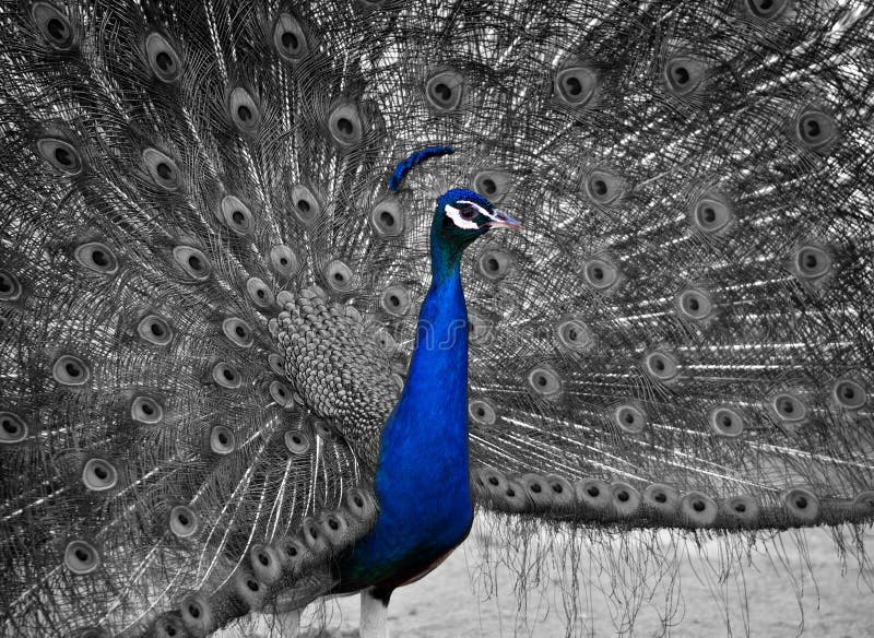 Un pavone maschio bellissimo mostra il suo piumaggio fotografia stock
