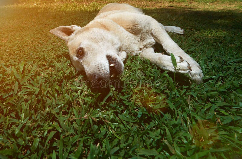 Un berger allemand étendu sur l'herbe photo stock Un berger allemand étendu sur l'herbe photo stock