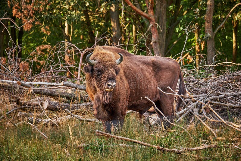 Un bisonte europeo europeo salvaje del bisonte que sale de un bosque que busca la hierba fresca en el sol de la tarde fotos de archivo libres de regalías Un bisonte europeo europeo salvaje del bisonte que sale de un bosque que busca la hierba fresca en el sol de la tarde fotos de archivo libres de regalías