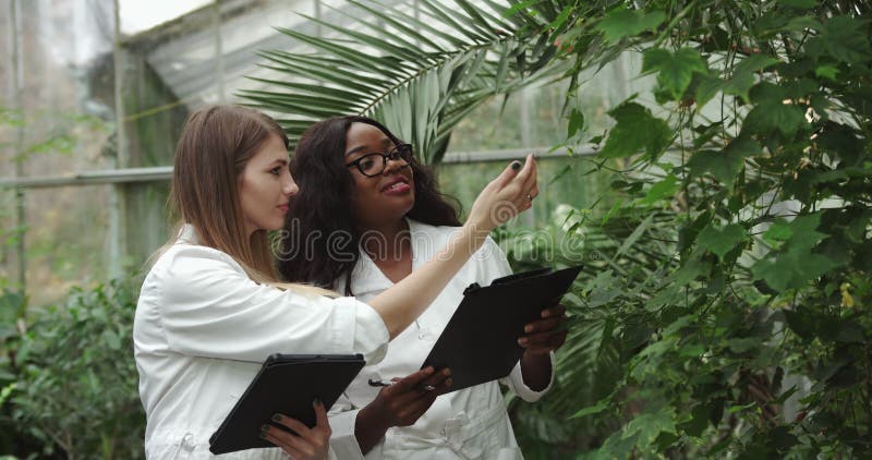 Un biólogo negro centrado ingresa datos sobre la planta. investigación científica riego antibacteriano en el invernadero metrajes
