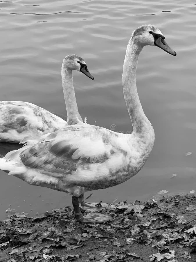 Un blanco y negro de dos cignet mute swans cygnus olor. Dos cignets de cisne mudo saliendo de un lago y subiendo al costado entre hojas de otoño en blanco y negro