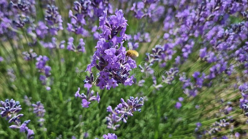 Un bombylius majeur ou plus grand beefers plane près des fleurs de lavande violette banque de vidéos