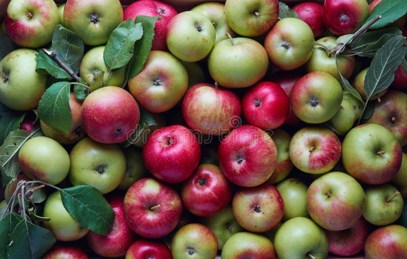 371,675 Photos de Pommes - Photos de stock gratuites et libres de