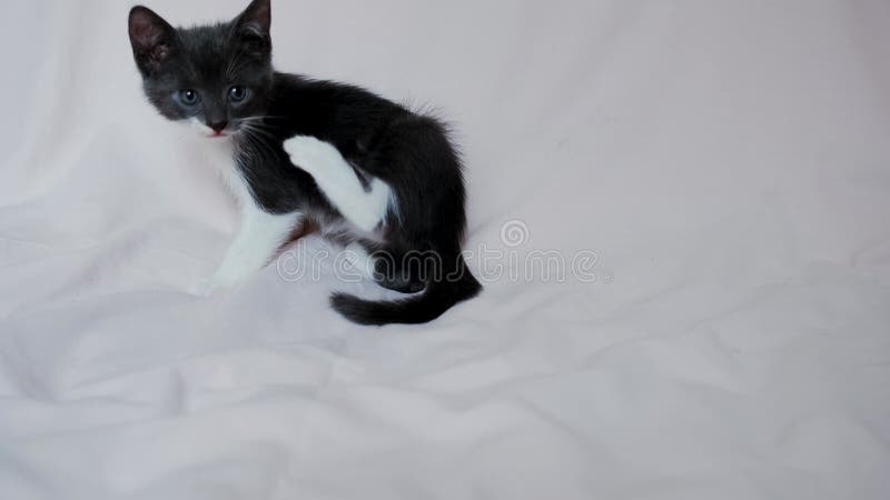Un bonito gatito blanco gris sobre la colcha y el picor. almacen de metraje de vídeo