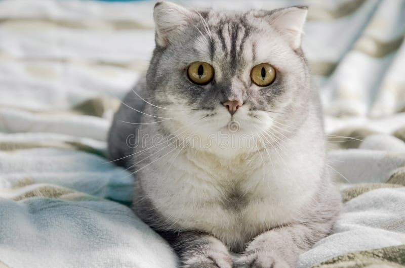 Un bonito gato enmoquetado se encuentra sobre una cama en una sala luminosa cerca de la ventana de la casa Retrato de cierre de u imágenes de archivo libres de regalías Un bonito gato enmoquetado se encuentra sobre una cama en una sala luminosa cerca de la ventana de la casa Retrato de cierre de u imágenes de archivo libres de regalías
