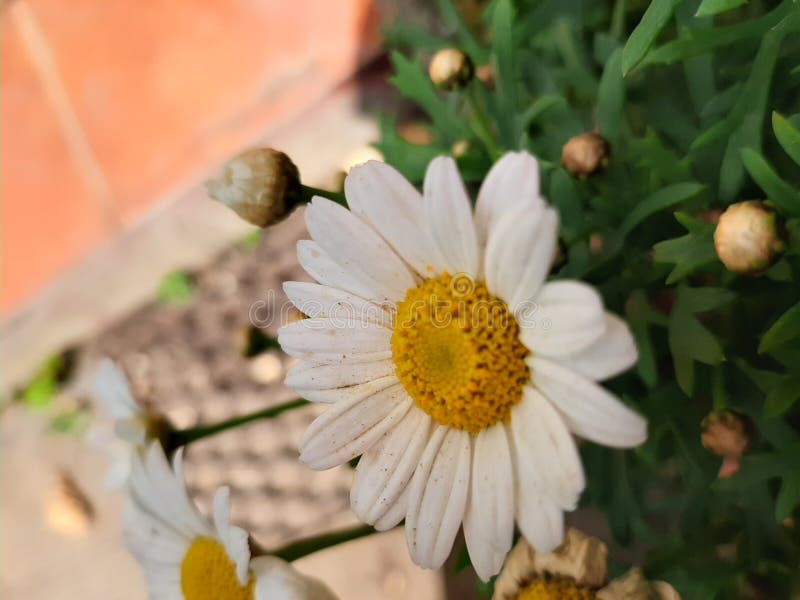 A nice white margaret with green background. A nice white margaret with green background