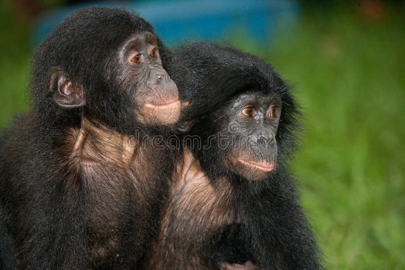 Un bonobo di due bambini che si siede sull'erba Il Republic Of The Congo Democratic Parco nazionale del BONOBO di Lola Ya