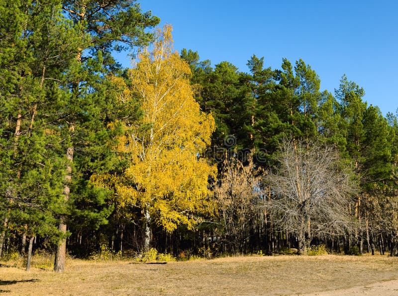 Un bouleau jaune vif est entouré de pins verts au bord de la forêt. L'automne est le moment idéal pour la photographie