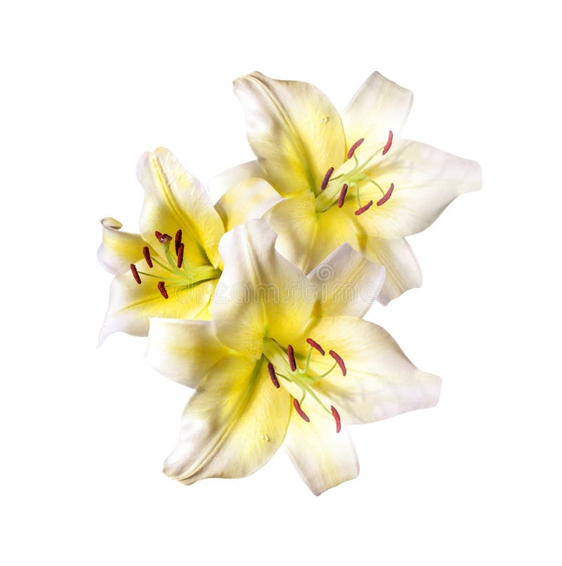 Un Bouquet De Fleurs De Lys Blanc Isolé Photo stock - Image du beauté,  centrale: 180269222