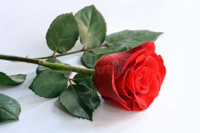 Un Bouquet Des Fleurs Roses Rouges Simples Image Stock