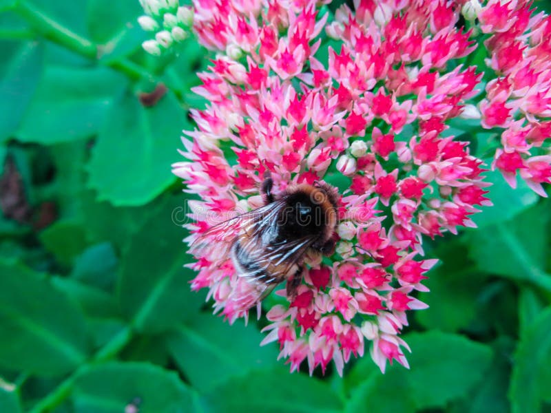 Un bourdon pelucheux sur une fleur, un insecte rassemble le pollen de petites fleurs rouges un jour ensoleill? d'?t? images stock Un bourdon pelucheux sur une fleur, un insecte rassemble le pollen de petites fleurs rouges un jour ensoleill? d'?t? images stock