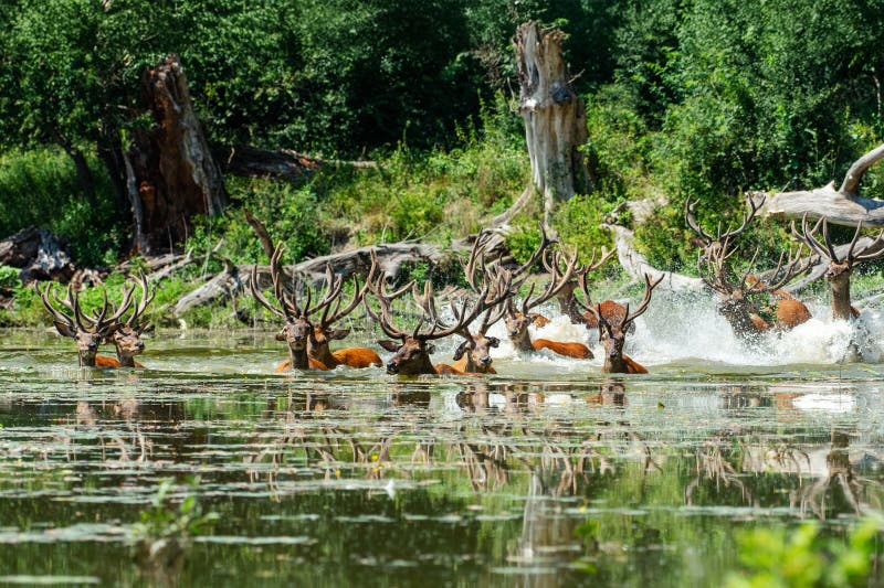 Un branco di cervi che attraversa un corpo idrico in una foresta immagine stock libera da diritti