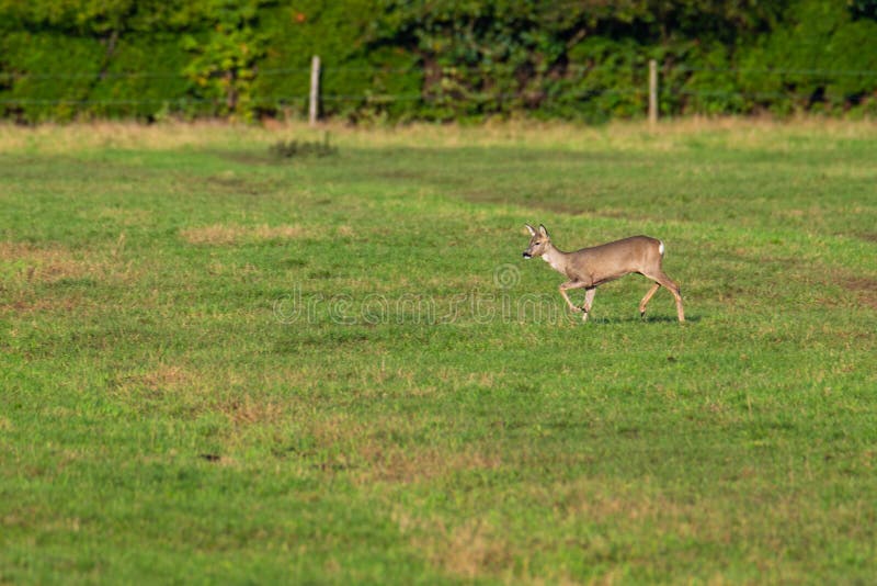 Un branco di cervi corre in modo sporadico e insieme la sera autunnale su un campo in direzione di una fossa fotografia stock