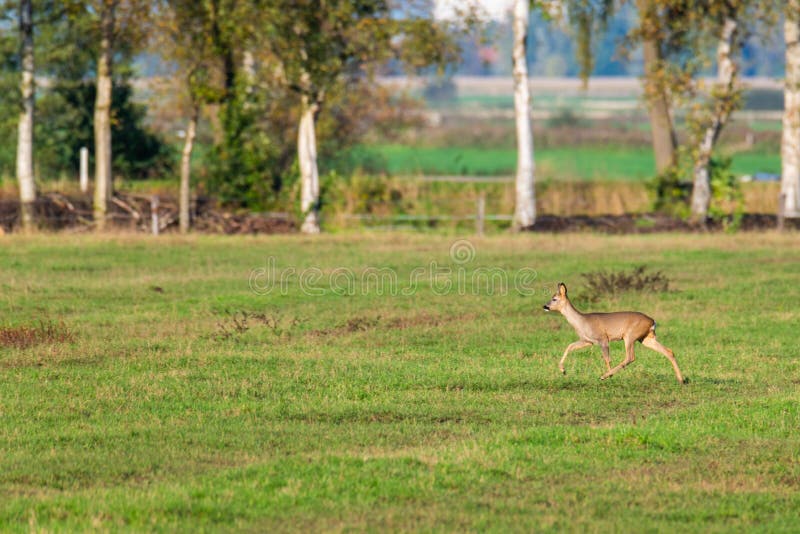 Un branco di cervi corre in modo sporadico e insieme la sera autunnale su un campo in direzione di una fossa fotografia stock libera da diritti