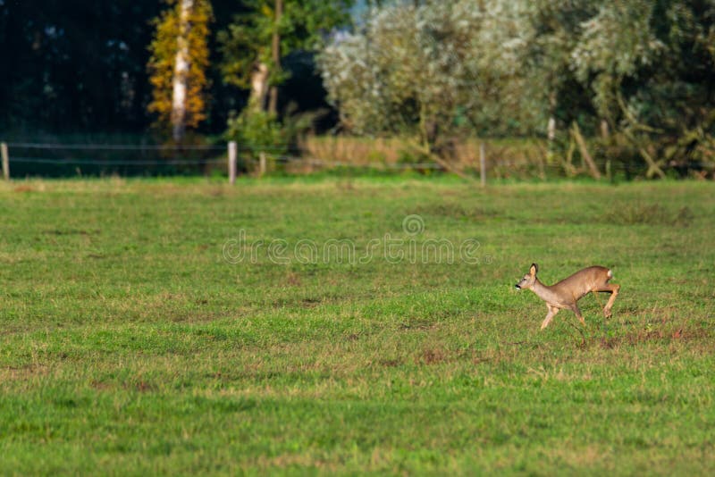 Un branco di cervi corre in modo sporadico e insieme la sera autunnale su un campo in direzione di una fossa immagini stock