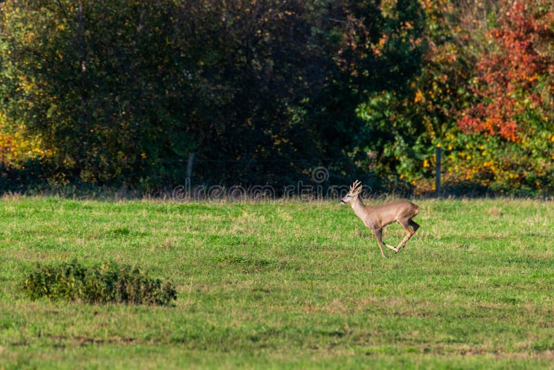 Un branco di cervi corre in modo sporadico e insieme la sera autunnale su un campo in direzione di una fossa fotografie stock libere da diritti
