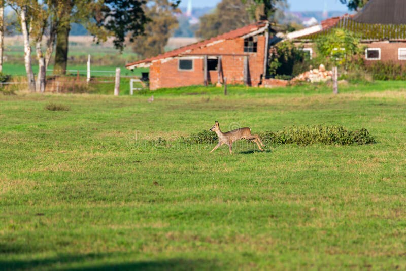 Un branco di cervi corre in modo sporadico e insieme la sera autunnale su un campo in direzione di una fossa fotografia stock