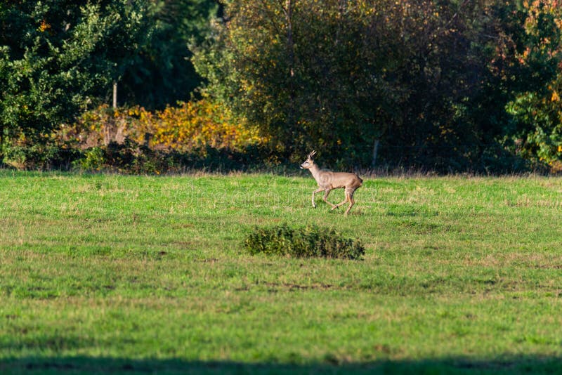 Un branco di cervi corre in modo sporadico e insieme la sera autunnale su un campo in direzione di una fossa