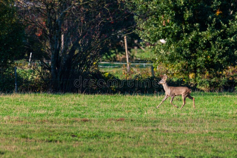 Un branco di cervi corre in modo sporadico e insieme la sera autunnale su un campo in direzione di una fossa immagine stock libera da diritti