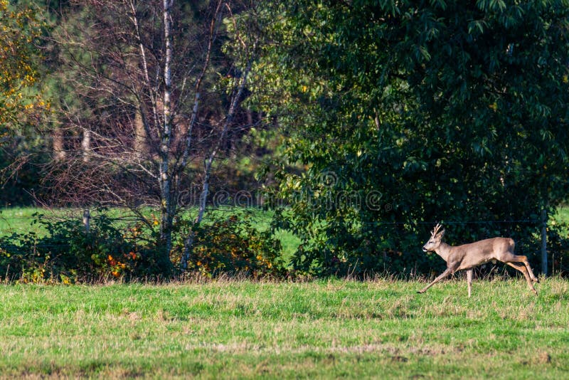 Un branco di cervi corre in modo sporadico e insieme la sera autunnale su un campo in direzione di una fossa fotografia stock libera da diritti