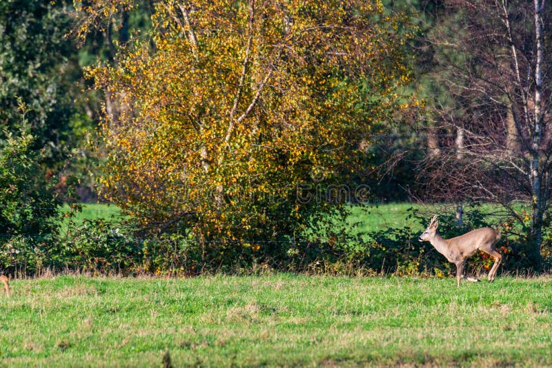 Un branco di cervi corre in modo sporadico e insieme la sera autunnale su un campo in direzione di una fossa fotografie stock libere da diritti