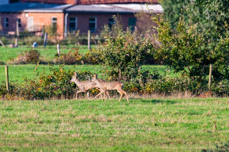 Un branco di cervi corre in modo sporadico e insieme la sera autunnale su un campo in direzione di una fossa immagini stock