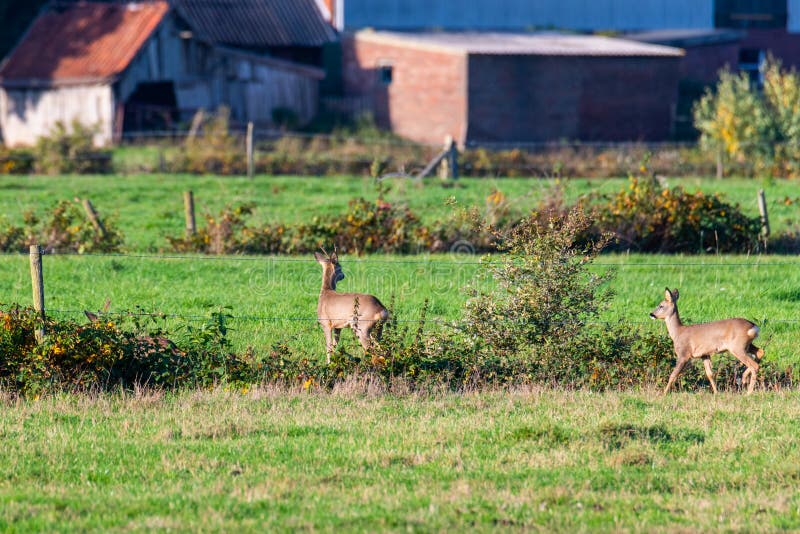Un branco di cervi corre in modo sporadico e insieme la sera autunnale su un campo in direzione di una fossa fotografie stock