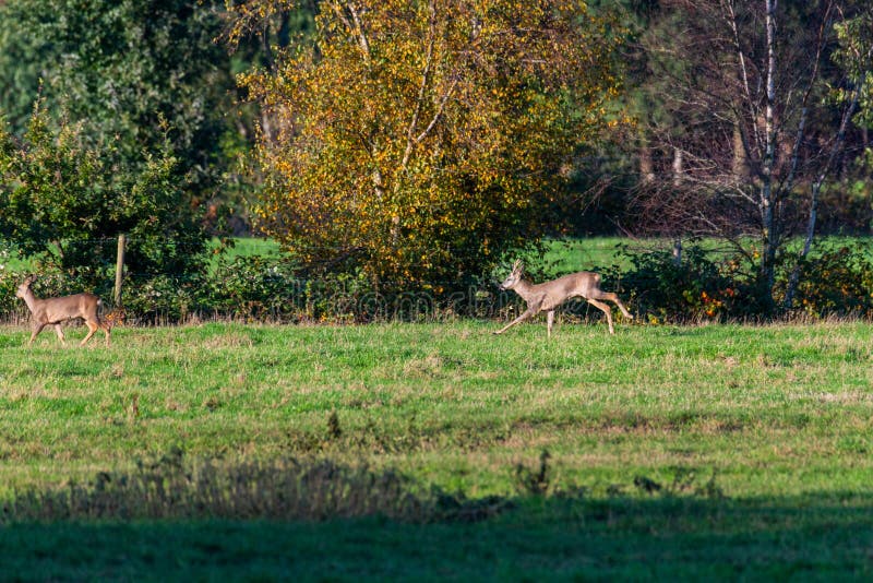 Un branco di cervi corre in modo sporadico e insieme la sera autunnale su un campo in direzione di una fossa immagini stock