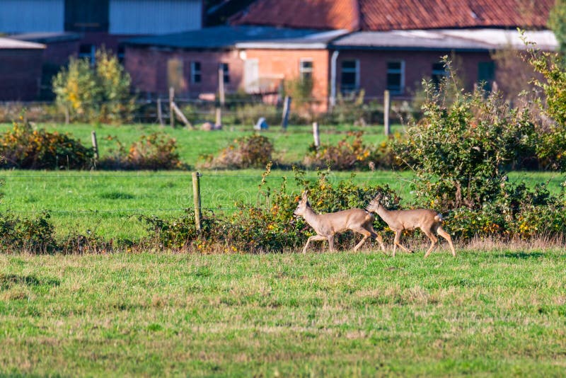 Un branco di cervi corre in modo sporadico e insieme la sera autunnale su un campo in direzione di una fossa immagine stock